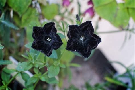 38 Types of Black Flowers and Plants With Pictures.